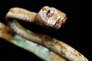 Bolszelase ulitkoe - snake-eater molluss